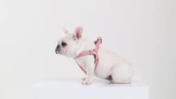 Custom PU Leather Harness And Leash Engraved Dog ID Buckle Harnesses Vest Pet Leading Rope Durable For Small Medium Dogs Bulldog