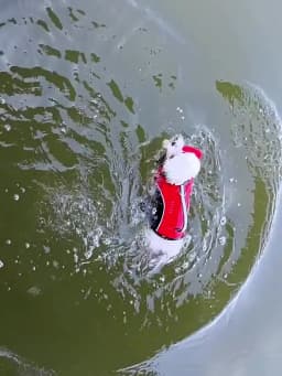 Summer Pet Dog Life Jacket with Removable Front Float Adjustable Dog Life Vest Swimsuits for Small Medium Large Dogs Swimming