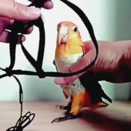 Anti-Bite Parrot Harness Leash Training Rope Bird Flying Leash for Pet Birds Durable Bird Harness Leash for Parrot