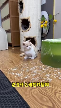 Cat Litter Mat Pet Toilet Waterproof Double Layer Pet Litter Box Mat Nonslip Sand Cat Washable Mat Clean Pad Pet Clean Supplies
