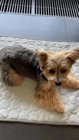 Summer Pet Ice Pad Cool Sleeping Mat Breathable Ice Silk Washable Pet Bed Durable Dog Cat Cushion Pet Supplies for Home Outdoor
