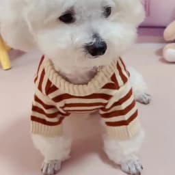 Dog Sweaters for Small Dogs Cute Bear Cardigan Pet Coat Autumn Winter Striped Puppy Clothes Dog Warm Knitted Jacket Dog Pullover