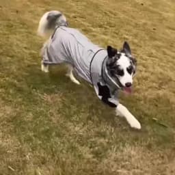 Reflective Pet Dog Jumpsuit Waterproof Raincoat Sunscreen Dog Outdoor Clothes Jacket for Small Medium Large Dog Pet Supplies
