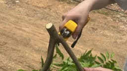 Electric Goddess Brushless 50mm Electric Pruning Shear Cordless Fruit Tree Bonsai Electric Scissors For Dewalt 20V Battery Pin
