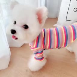 Spring Cotton Pet Cat Clothes for Cats Gotas Mascotas Clothing Sweet Stripe Puppy Sphynx Cat Katten Vest Shirt Ubarnie Dla Kota
