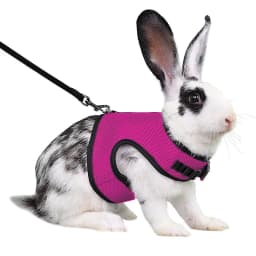 Mesh Breathable Ferret Bunny Harness Leash Set for Small Animals Rabbit Hamsters Summer Walking Pet Lead Mascotas Accessories