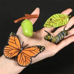 Hot Simulation Animal ABS Figures Evolution Stage Butterfly Bee Frog Turtle Chicken Solid Life Growth Cycle Set Toy For Children