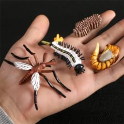 Hot Simulation Animal ABS Figures Evolution Stage Butterfly Bee Frog Turtle Chicken Solid Life Growth Cycle Set Toy For Children