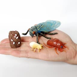 Simulation Green Bean, Cicada, Octopus, Centipede, Horseshoe Crab, Crocodile, Scorpion, Wasp Growth Cycle Model Figures Educatio