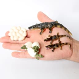 Simulation Green Bean, Cicada, Octopus, Centipede, Horseshoe Crab, Crocodile, Scorpion, Wasp Growth Cycle Model Figures Educatio