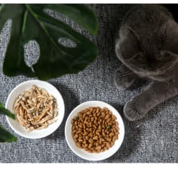 New Creative Cute Cat Small Saucer Shape Mini Plate Ceramics Cartoon Dish Creative Snack Plate Chinchilla Squirrel Hedgehog Bowl