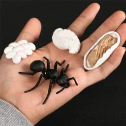 Hot Simulation Animal ABS Figures Evolution Stage Butterfly Bee Frog Turtle Chicken Solid Life Growth Cycle Set Toy For Children