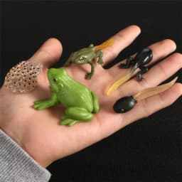 Hot Simulation Animal ABS Figures Evolution Stage Butterfly Bee Frog Turtle Chicken Solid Life Growth Cycle Set Toy For Children
