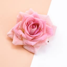 10Pcs 10CM Roses Head Wedding Decorative Plants Wall Diy Christmas Decorations for Home Bride Brooch Artificial Flowers Cheap