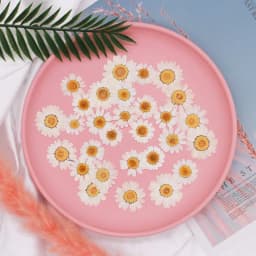 100Pcs Real Natural White Daisy Pressed Flower for Resin Jewelry Nail Stickers Makeup Art Crafts