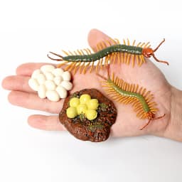 Simulation Green Bean, Cicada, Octopus, Centipede, Horseshoe Crab, Crocodile, Scorpion, Wasp Growth Cycle Model Figures Educatio