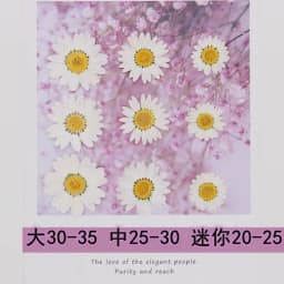 100Pcs Real Natural White Daisy Pressed Flower for Resin Jewelry Nail Stickers Makeup Art Crafts