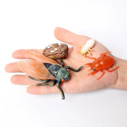Simulation Green Bean, Cicada, Octopus, Centipede, Horseshoe Crab, Crocodile, Scorpion, Wasp Growth Cycle Model Figures Educatio