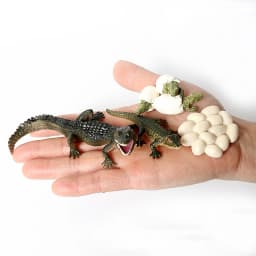 Simulation Green Bean, Cicada, Octopus, Centipede, Horseshoe Crab, Crocodile, Scorpion, Wasp Growth Cycle Model Figures Educatio