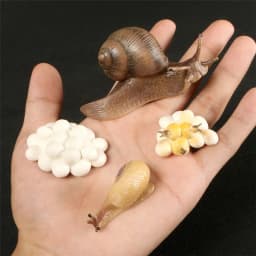 Hot Simulation Animal ABS Figures Evolution Stage Butterfly Bee Frog Turtle Chicken Solid Life Growth Cycle Set Toy For Children