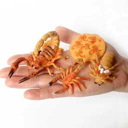 Simulation Green Bean, Cicada, Octopus, Centipede, Horseshoe Crab, Crocodile, Scorpion, Wasp Growth Cycle Model Figures Educatio