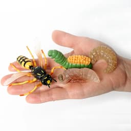 Simulation Green Bean, Cicada, Octopus, Centipede, Horseshoe Crab, Crocodile, Scorpion, Wasp Growth Cycle Model Figures Educatio