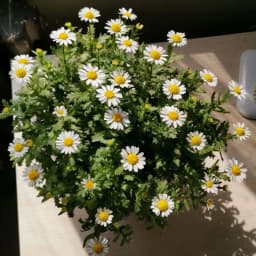 100Pcs Real Natural White Daisy Pressed Flower for Resin Jewelry Nail Stickers Makeup Art Crafts