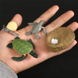Hot Simulation Animal ABS Figures Evolution Stage Butterfly Bee Frog Turtle Chicken Solid Life Growth Cycle Set Toy For Children