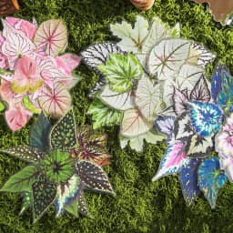 20 pcs Plants Flowers Leaf PET Sticker pack Hand Account Collage Junk Journal Planner Scrapbooking Decor Stationery Stickers