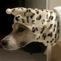 Fleece High Neck Dog Hat Winter Pet Accessories for Dogs Cats Windproof Warm Leopard Puppy Headgear Gorro Para Perro