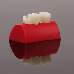 Dental Inlay Exercise Model Block Composite Resin Filling Practice Models Dentistry Oral Teeth Teaching Typodont Study