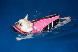Reflective Dog Life Jacket Vest Removable Neck Float High Buoyancy Dogs Swimming Clothes, Pet Safety Swimsuit for Dog Cat