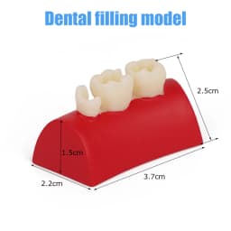 Dental Inlay Exercise Model Block Composite Resin Filling Practice Models Dentistry Oral Teeth Teaching Typodont Study