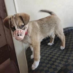 Outdoor Anti-eating Dog Muzzle for Medium Large Dogs Adjustable Pet Mask Golden Resistant Labrador Accessories Mascotas Supplies