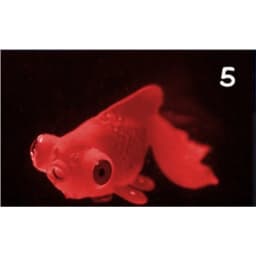 1PC Artificial Aquarium Decoration Glowing Effect Goldfish Fish Tank Ornament Decor