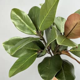 2pcs Artificial Magnolia Leaf Green Plant Floral Plastic Simulation Magnolia Branch Fake Plants Leaves Shopping Mall Decoration
