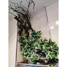 1.75 Meter Artificial Vine Green Leaf Simulation Rose Rattan Plant Branch Decoration Office DIY Rattan