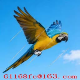 1-20pcs Professional and Accurate GPS Ring Speed Data Analysis Function, Used for Daily Training Locator of Racing Pigeons