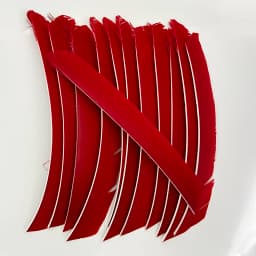 100PCS 18-25CM Full Length Turkey Arrow Feathers DIY Hunting Bow Arrow Accessories Archery Fletching Right Wing Vanes