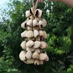 Nutshell Bell Hand Bell Meditation Sound Healing Handbell Natural Plant Indonesian Music Accompaniment Sound Therapy Instrument