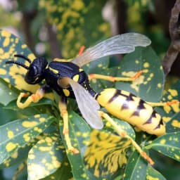 Oenux Realistic Bee Wasp Hornet Figurine Simulation Insect Model Prank Educational Cognitive Statue for Desk Display Collection
