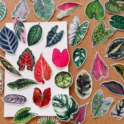 50pcs Cute Plant Leaf Handbook Sticker Material Small Fresh Handbook Stickers Children's Photo Album Growth Record Decoration