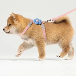 Cat Harness and Leash Sets Adjustable Dog Harness for Small Dog Leash Breashable Pet Harness Out Walking Dog Strap