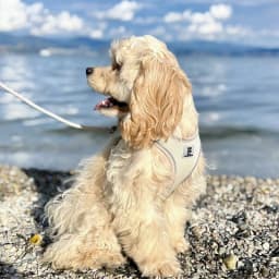 SMALL COMBINATION Small Dog Harness Leash Set Soft Reflective for Puppy Cat Harness Pet Vest Chihuaahua Sausage Outdoor Walking