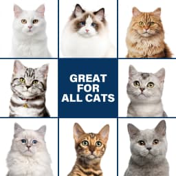 Gentle Mild Cat Shampoo - Non-Irritating Skin-Friendly, Moisturizing Deodorizing, Nourishing Softening for Healthy Shiny Fur