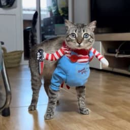 Funny Cat Clothes with Toy Knife Cute & Scary Pet Costume for Kittens Small Cats Dogs Halloween Cosplay Outfit Party Photo Props