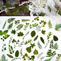 100pcs Flowers Sticker pack Rose Tulip Daisy Transparent Waterproof Plant hand account Decoration Scrapbooking Material