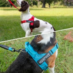 Personalized No Pull Dog Harness with Name Patch Escape-Proof Adjustable Reflective Soft Padded Dog Vest for Training Walking