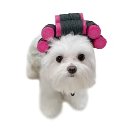 Hair Roller Cap Headgear Dog Hat Hair Rollers Fake Bangs Funny Photography Props For Small Dog Cat