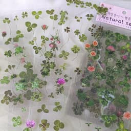 6 pcs/pack PET Plants Flowers Stickers DIY Scrapbooking Planner Decoration Collage Diary Supplies Aesthetics Stationery Sticker